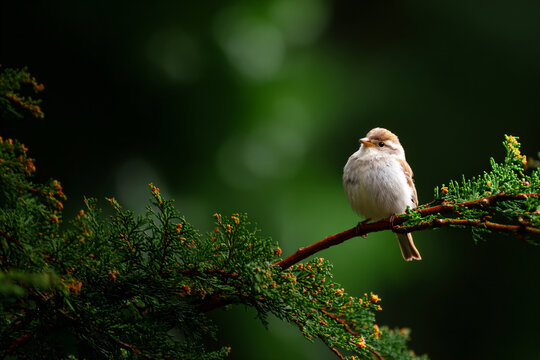 a small bird perched on a branch of a tree