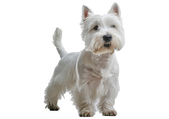 The west highland terrier dog in front of Isolated on transparent or white Background. is standing and training