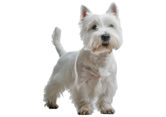 The west highland terrier dog in front of Isolated on transparent or white Background. is standing and training