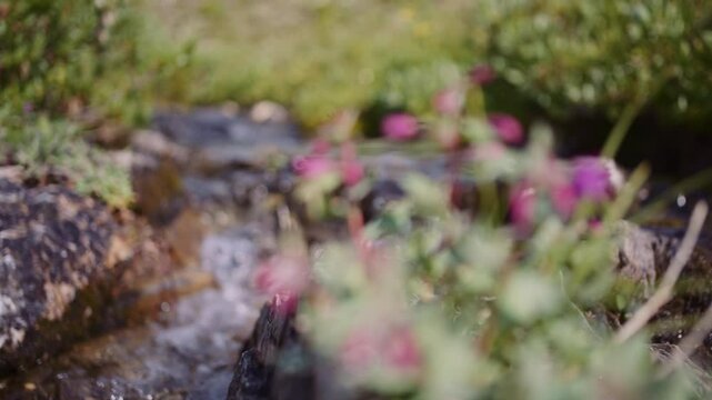 Close-up of alpine flowers blooming by a mountain stream in the Purcell Mountains near Golden, BC.