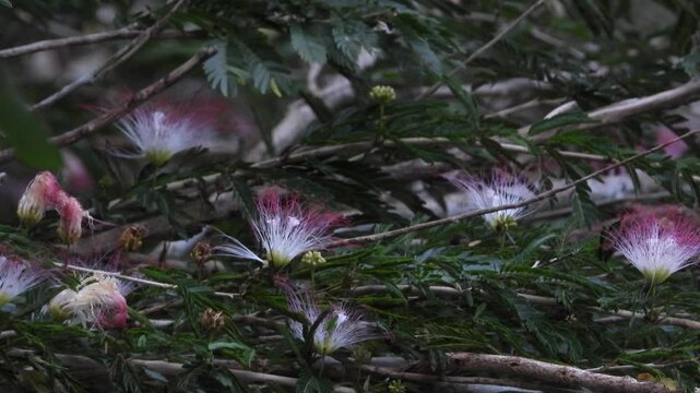 Calliandra parviflora and butterfly, detailed view