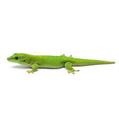 Fototapeta premium green lizard on a white background
