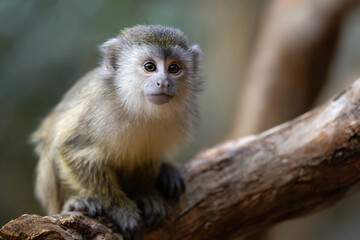 a small monkey sitting on a branch of a tree