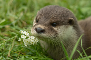 a small otter is eating a flower in the grass