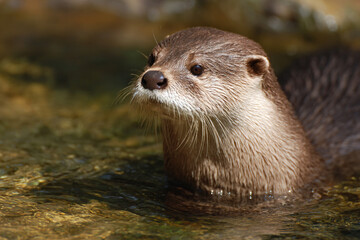 a close up of a wet animal in water