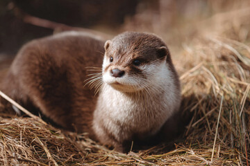 Fototapeta premium a small otter sitting on top of a pile of hay