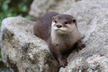 a small otter sitting on a rock in the water