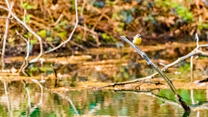 Motacilla cinerea, grey wagtail, on a sunny spring day