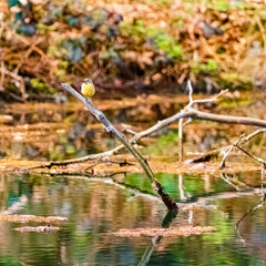 Motacilla cinerea, grey wagtail, on a sunny spring day