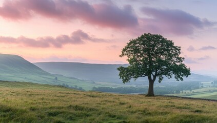 Obraz premium Sunrise over a solitary tree on a hillside