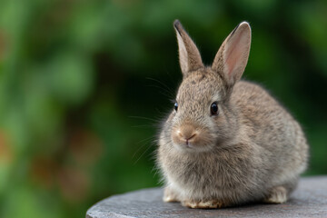 Fototapeta premium a small rabbit sitting on top of a wooden table