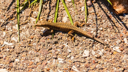 Podarcis muralis, common wall lizard, on a sunny summer day
