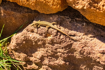Podarcis muralis, common wall lizard, on a sunny summer day
