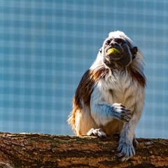 Saguinus oedipus, cotton-top tamarin, on a sunny summer day