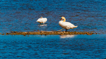 Spring landscape with reflections and two swans on a sunny day at Vilshofen an der Donau, Passau, Bavaria, Germany