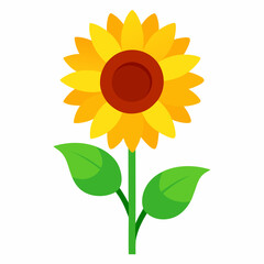 sunflower isolated on white