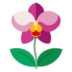 orchid isolated on white background