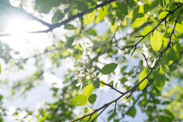 blooming branch of an apple tree against the background of leaves, sunlight, and blue sky, apple blossom, it's time for flowering,