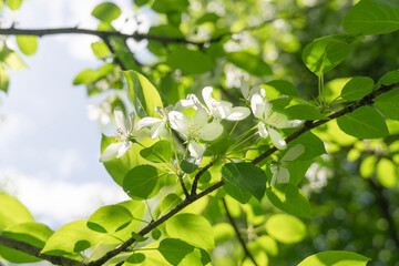 blooming branch of an apple tree against the background of leaves, sunlight, and blue sky, apple blossom, it's time for flowering,