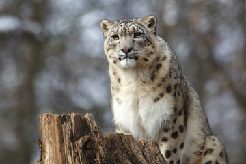 Obraz premium a snow leopard sitting on a tree stump