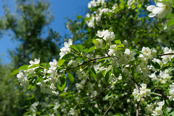 blooming branch of an apple tree against the background of leaves, sunlight, and blue sky, apple blossom, it's time for flowering,