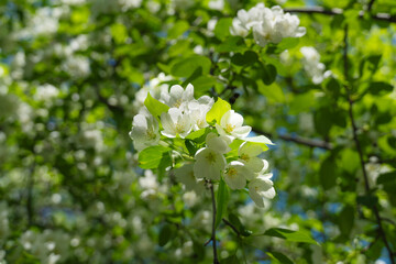 blooming branch of an apple tree against the background of leaves, sunlight, and blue sky, apple blossom, it's time for flowering,