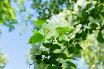 blooming branch of an apple tree against the background of leaves, sunlight, and blue sky, apple blossom, it's time for flowering,
