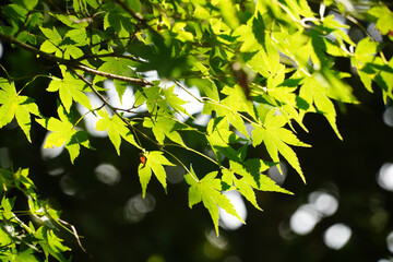 京都の寺院の楓の緑がきれいな境内