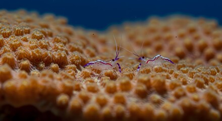 Small shrimp on orange coral