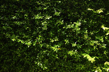 green leaf fence in the garden, natural background in springtime