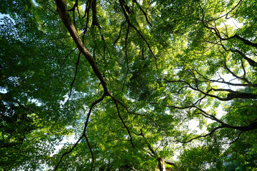 Fototapete bei efototapeten.de bestellen   