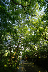 京都の寺院の楓の緑がきれいな境内