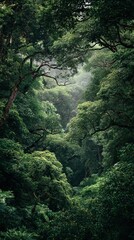 Lush Rainforest Canopy.