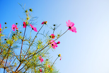 Blooming pink cosmos flowers and pollen in a meadow of wildflower with blue sky in sunny bright day on summer vibes. Copy space
