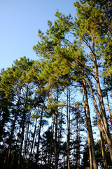 Fototapeta premium Beautiful landscape pine forest and treeline with blue sky and bright day in the mountain in Thailand