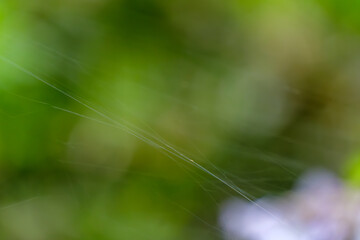 柔らかな光に浮かぶ蜘蛛の糸と緑の背景