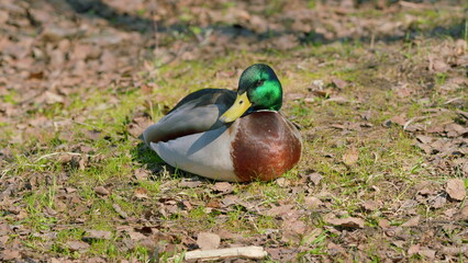 A Resting Mallard Duck is seen quietly on the Ground, enjoying a peaceful moment