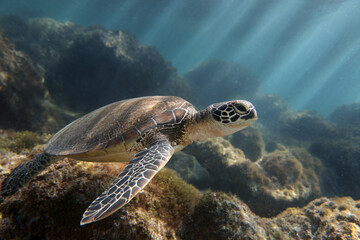 Obraz premium a turtle swimming in the ocean with sun shining through the water