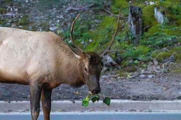 An elk in Canada