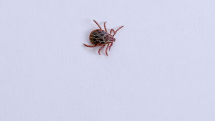 CloseUp Shots of a Tick Found on a Plain White Surface, Capturing Intricate Details