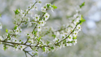The Blooming White Flowering Trees come alive in the enchanting Springtime season