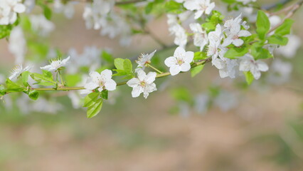 The Beautiful Blooming Spring Flowers on a Branch Pictured in Natural Light Setting