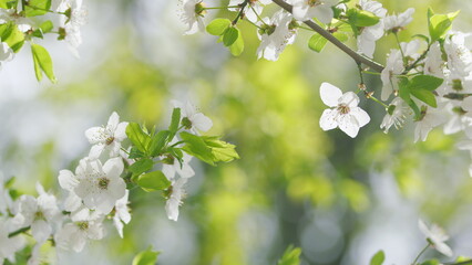 Delicate and Beautiful White Blossoms Captured in the Gentle and Warm Embrace of Springtime Light