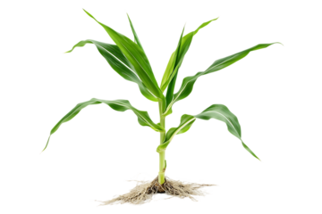 A young corn plant with visible roots.
