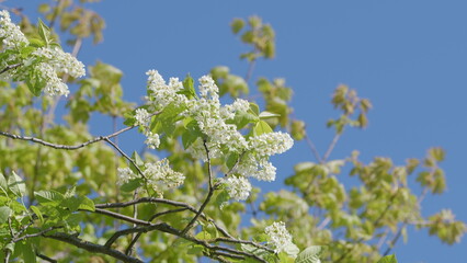Branches full of blossoms contrasting beautifully with a clear blue sky above them
