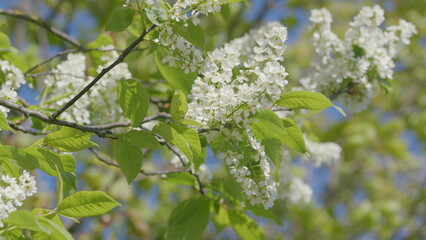 The Beautiful Blossoming White Flowers on Lush Green Branches During the Spring Season