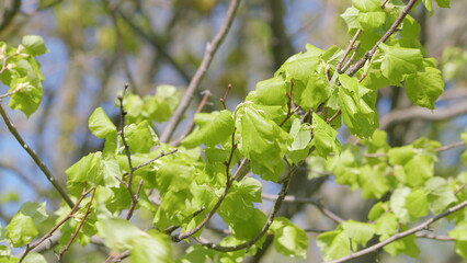 The Vibrant Green Leaves Flourishing in Spring Season Are Truly Beautiful to Observe and Enjoy