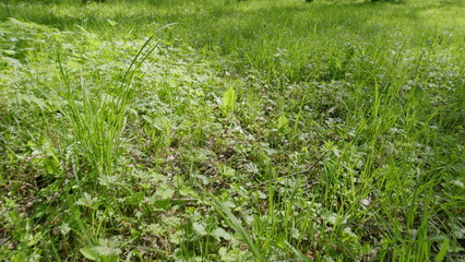 The Lush Green Grass and Flourishing Plants Found Within Our Beautiful Nature Landscape