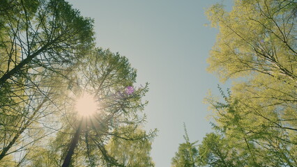 A Beautiful and Peaceful Forest Canopy with Sunlight Streaming Through the Trees Above