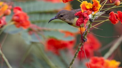 Bird on Vibrant Flowers